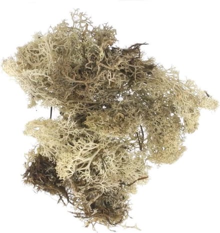 4955-01207 IJslandmoss natuur 50gram