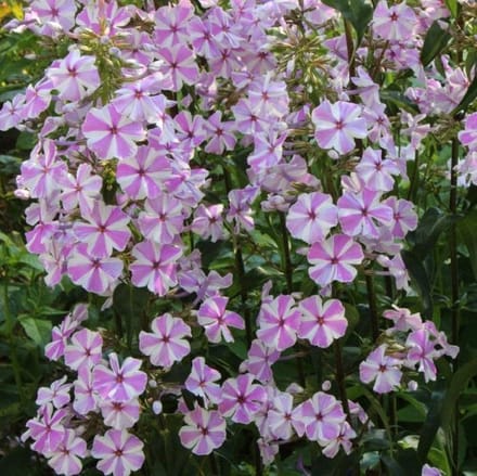 6 x Phlox 'Natascha' - Vlambloem pot 9x9cm