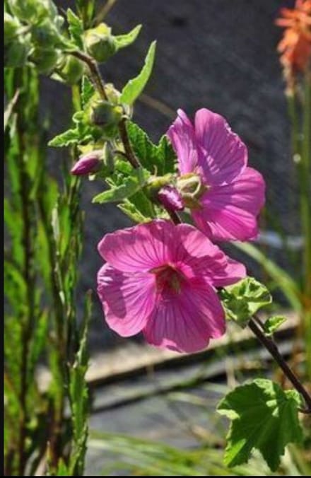 Lavatera hybr. 'Bredon Springs' - Malvastruik, Struikmalva, 25- 30 cm in pot