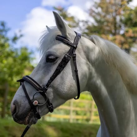 Hoofdstellen voor paarden Canter Mylord