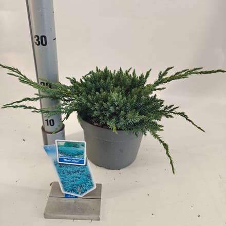 Juniperus squamata ‘Blue Carpet’ - Jeneverbes | 25-30 cm pot