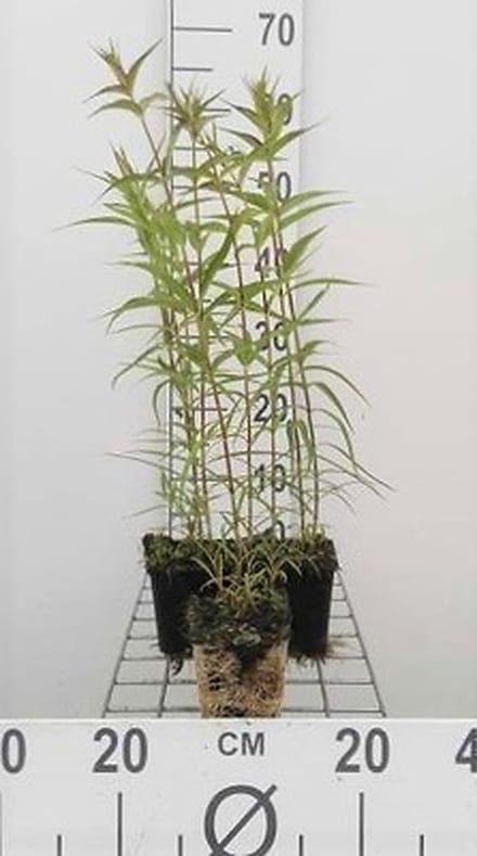 6x Vlambloem - Phlox (m) 'Natascha' | 9x9 cm pot