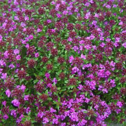6 x Thymus Praecox 'Creeping Red' - Tijm pot 9x9cm
