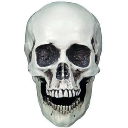 Schedel wit | Halloween | Griezel