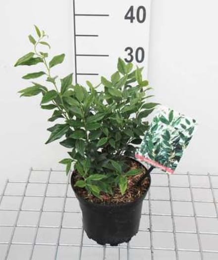 Sarcococca confusa - Vleesbes, Zoete Buxus 20 - 25 cm in pot