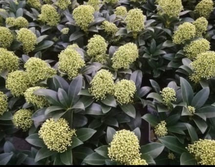 Skimmia jap. 'Finchy'® - Skimmia 30- + cm in pot