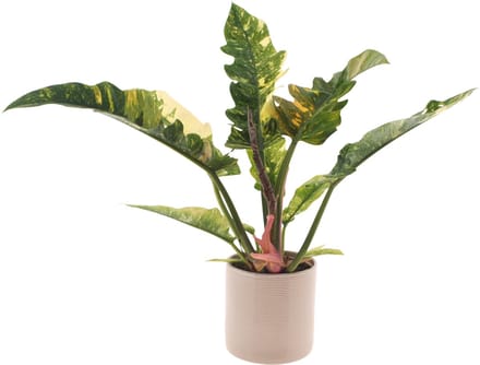 Philodendron Ring of Fire | 30cm | met gebroken witte keramieken pot