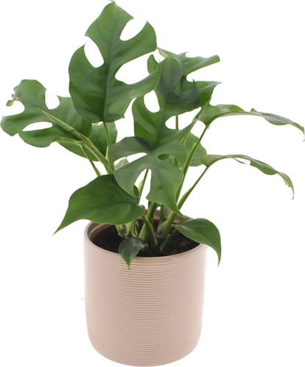 Monstera Minima | 35cm | met gebroken witte keramieken pot