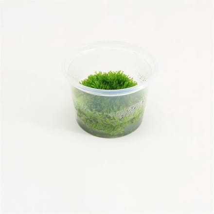 Moerings aquariumplanten - Riccia 3x in vitro cup 100cc