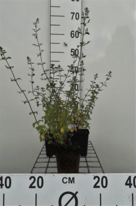 6 x Calamintha nepeta 'Blue Cloud' - steenmijn - pot 9 x 9 cm