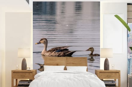 Behang - Fotobehang Eend - Water - Vogel - Bruin - Breedte 160 cm x hoogte 220 cm