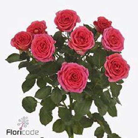 10x Rosa chimo 40cm