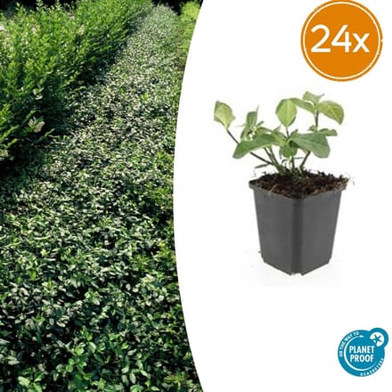 24 Stuks Kardinaalmuts Dart`s Blanket, Haag, Bodembedekker, Euonymus fort. Dart s Blanket - 10-25cm - Ø9cm