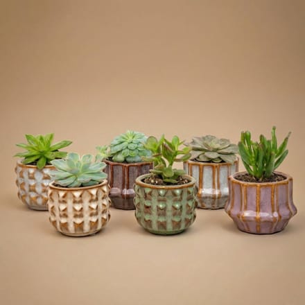Succulenten Set van 6 in Keramische Mini Potjes San Juan - ↑ 8–12 cm