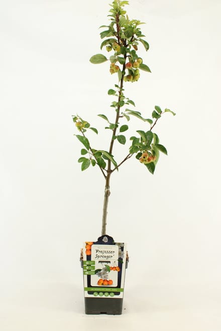 Patio Sierappel - Malus 'Professor Sprenger' - Sierboom - hoogte 80 - 90 cm