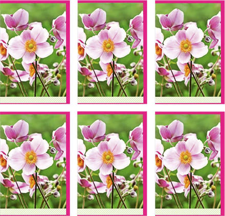 MGPcards - 6x dubbele wenskaart met envelop - Blanco - Bloemen - 11,5 x 17 cm