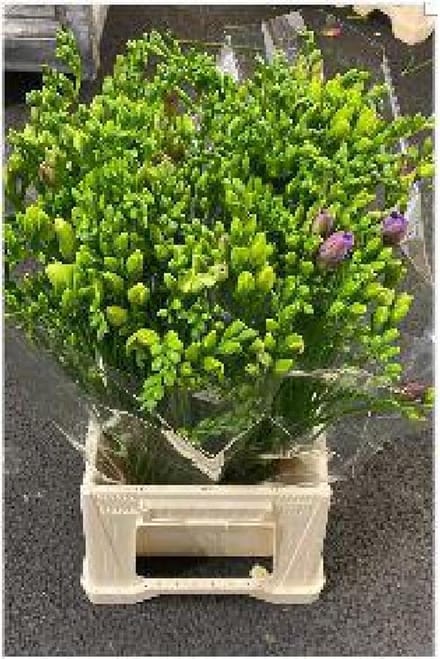 50x Frees.mix var.(d) 50cm