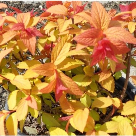 Spiraea japonica 'Goldflame' - Spierstruik 25-30 cm in pot