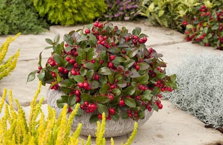 Gaultheria pr. Big Berry - Set van 10 - Bergthee - Pot P10.5cm
