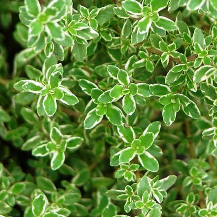 6 x Thymus Citriodorus - Citroentijm pot 9x9cm