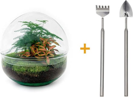 Green Harmony | DIY terrarium - Dome Red -  20 cm