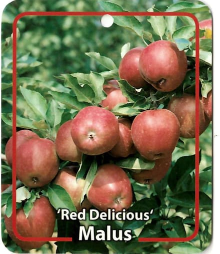 Oosterik home - Malus Domestica Red Delicous