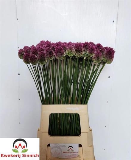 50x Allium sphaer.(kogel) 70cm