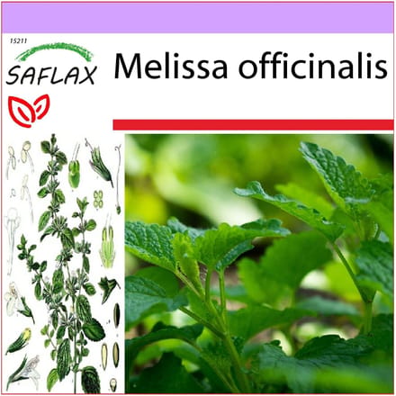 SAFLAX - Citroenmelisse - 150 zaden - Melissa officinalis