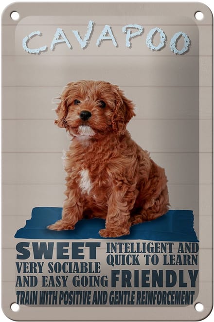 Blechschild Spruch 12x18cm Cavapoo Hund sweet friendly