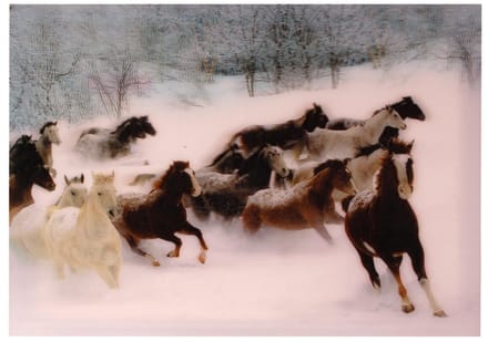 S.Y.W Poster - Paarden Sneeuw - Multicolor