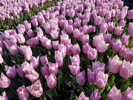 Candy Prince Single late Tulpenbollen 10 Stuks Bolmaat 12+