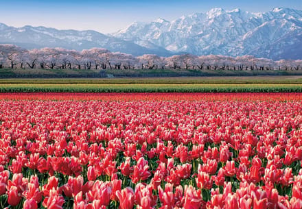Hoogwaardige Puzzel 1000 Stukjes - Levendig Tulpenveld