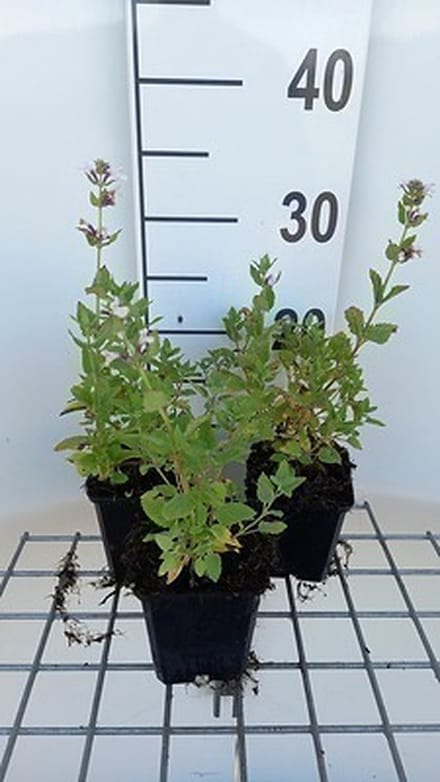 6x Kattekruid - Nepeta grand. 'Dawn To dusk' | 9x9 cm pot