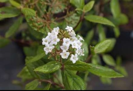 2 x Viburnum burkwoodii - Sneeuwbal 40- 60 cm in pot