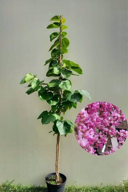 Jonge Chinese Judasboom | Cercis chinensis 'Avondale' | 100-150cm hoogte