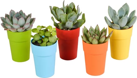 Vetplanten mix 5.5 cm in gekleurde plasticpot | 5 stuks