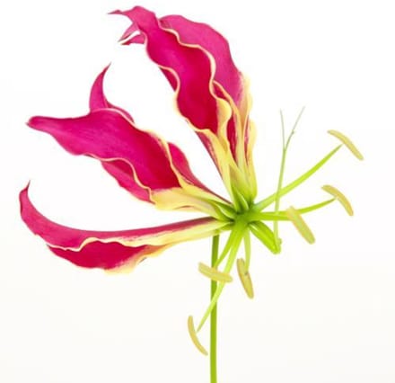 10x Gloriosa rothschildiana 80cm