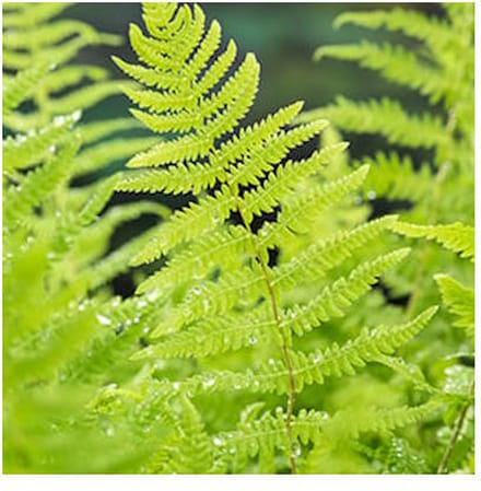 Moerings Thelypteris Palustris | Moerasvaren | In 9CM pot