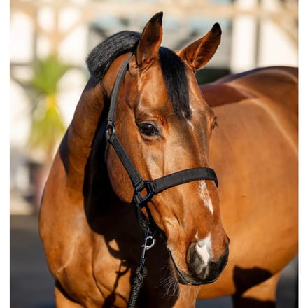 Halster en touwset voor paarden Horseware Amigo