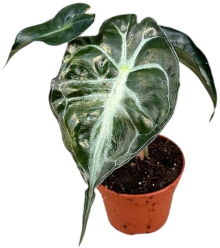 Alocasia Venom - Kamerplant - Potmaat Ø6 cm