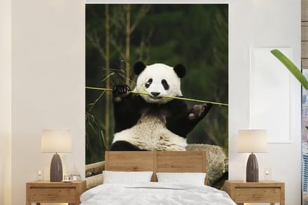 Behang - Fotobehang Panda - Bamboe - Bos - Breedte 170 cm x hoogte 260 cm