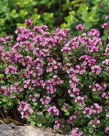 Wilde Tijm Zaden Thymus Serpyllum Meerjarig Purperrood