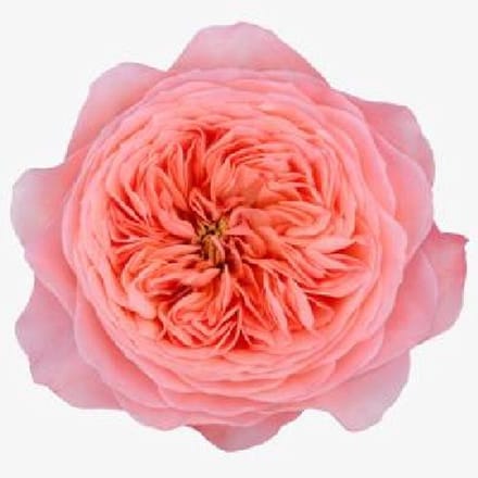10x Rosa mayfield 50cm