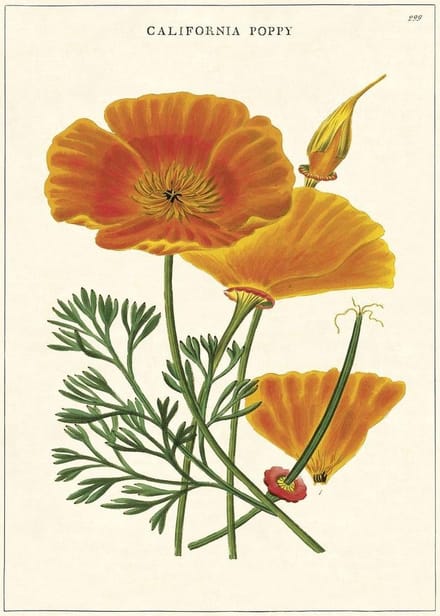 Poster California Poppy - Cavallini & Co - Vintage Schoolplaat