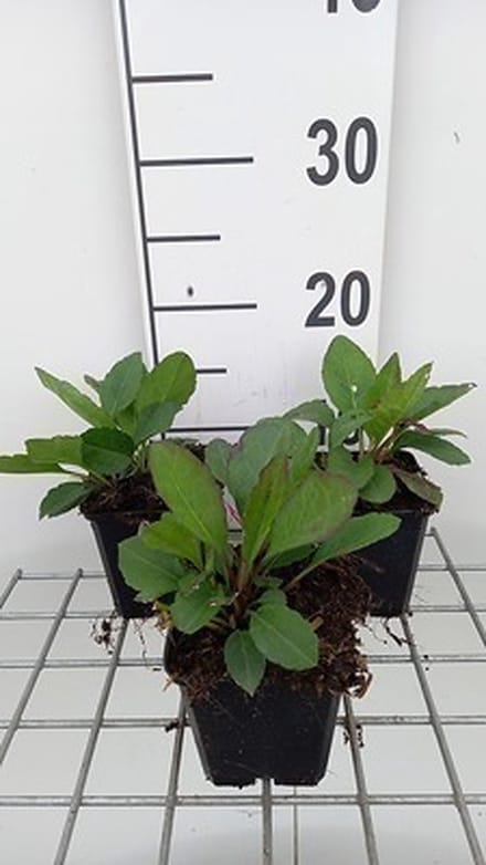 6x Aster - Aster macrophyllus 'Twilight' | 9x9 cm pot