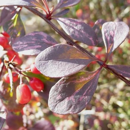 Berberis Thunbergii 'Atropurpurea' - Zuurbes 30-40 cm in pot