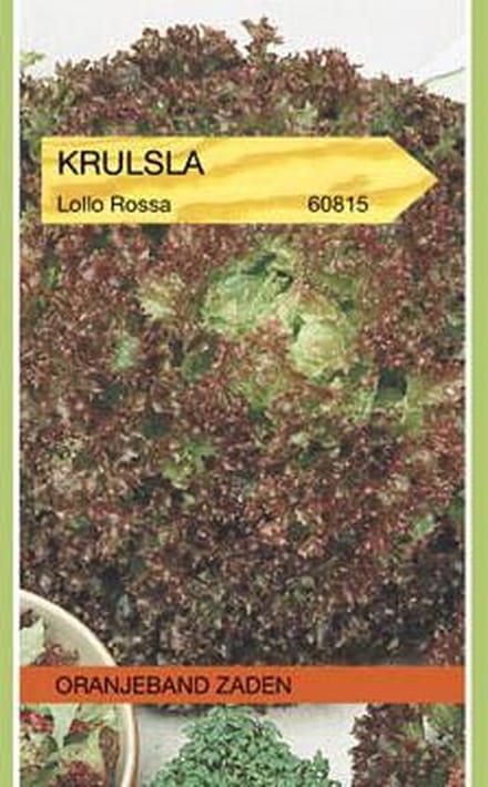 Krulsla Lollo Rossa