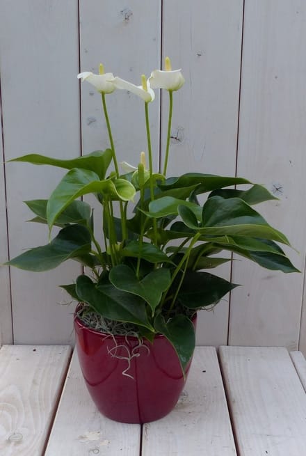 Flamingoplant Anthurium wit in rode pot 40 cm