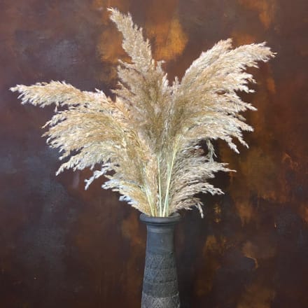 Rietpluimen | Pampas pluimen | Pampas gras | 15 stuks | 100 cm