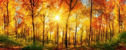 Fotobehang - Sunny Forest 375x150cm - Vliesbehang